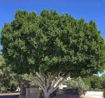 Multi Trunk Ficus nitida | Evergreen Tree | Moon Valley ...
