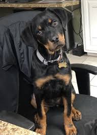 Also known as the tibetan dog, this canine has a height of 24 to 26 inches (61 to 66 cm) and a weight of 70 to 150 pounds (32 to 68 kg). Henry County Humane Society Inc Mcdonough Georgia Henry County Humane Society Offers Animals For Adoption In Henry County Ga
