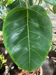 Image result for Ficus demeusei