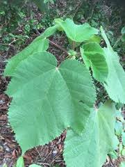 Image result for Obetia