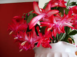 This is the best time to prune as it allows the cactus to branch out and grow more stems.3 x transplant your cuttings into a larger pot. Christmas Cactus Thanksgiving Cactus Schlumbergera Buckleyi Guide Our House Plants