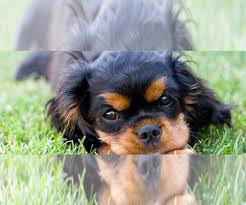 Review how much miniature australian shepherd puppies for sale sell for below. English Toy Cocker Spaniel Puppies For Sale Near Dallas Texas Usa Page 1 10 Per Page Puppyfinder Com