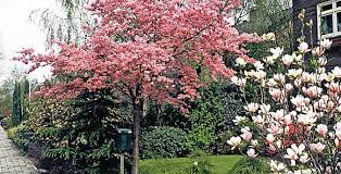 Schnell Wachsende Baume Und Straucher Die Besten Arten Haus Baume Gartengestaltung Garten