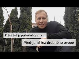 Image result for rez rzivost ostru%u017Einy