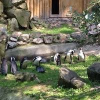 Der alpine zoo befindet sich auf 1100m inmitten eines waldes. Miejski Ogrod Zoologiczny Nowa Praga Warschau Woiwodschaft Masowien