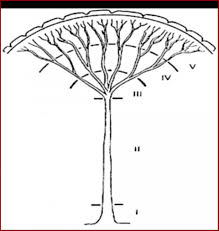 Image result for Vittaria reekmansii