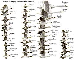 Waterfowl Identification Chart Waterfowl Hunting Geese