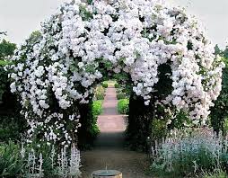 This Rose Arbor Graces The Path Through The Period Garden At Fort Vancouver National Historic Site In Vancouver Wa Beautiful Gardens Garden Arches Dream Garden