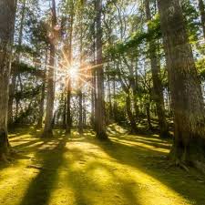 Dorothy "Dottie" Hilsheimer Obituary (2024)