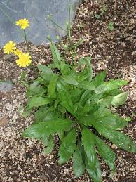 Image result for Tolpis