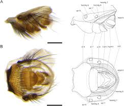 Image result for Terminalia trichopoda