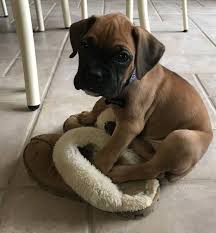 discover the patient boxer pups health boxerdogfans boxerdogdaiy boxerpuppies boxer dog puppy baby boxer puppies boxer puppies
