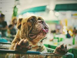 Our popular pet boutique is now online with a selection of great products for both pets and humans alike. The 6 Best Pet Boutiques In South Carolina