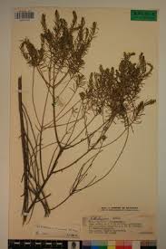 Image result for Helichrysum kraussii