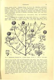 Image result for Cephalocroton mollis