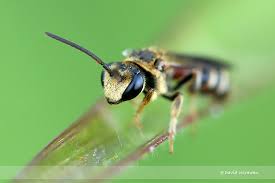 Image result for Lipotriche