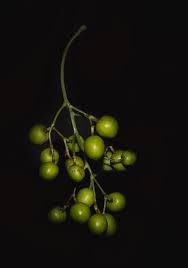 Once the fruit is ingested in quantity (so a few too. Chinaberry Tree Fruit Photograph By Marshall Barth