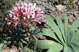 Image result for Ammocharis coranica