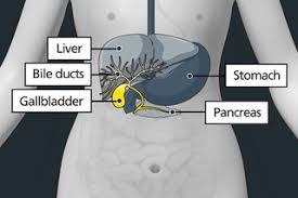 Image result for Gallstone