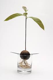 So Zuchten Sie Selbst Einen Avocadobaum In 2020 Avocado Pflanze Avocado Baum Avocadobaum Ziehen