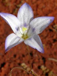 Image result for Wahlenbergia androsacea