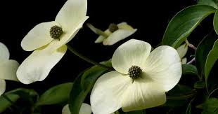 Greenvale Dogwood Specimen Trees Buy Plants Dogwood