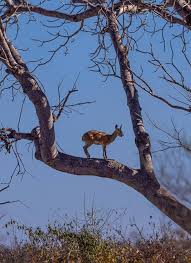 Image result for Heywoodia