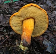 Image result for Suillus wasatchicus