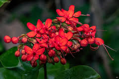 Image result for Haumaniastrum caeruleum