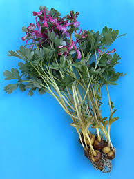 Image result for Corydalis