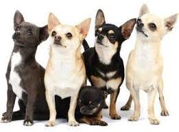 Check spelling or type a new query. Chihuahua Skin Care Top Problems That Affect Chihuahuas