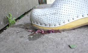 Crushing a Mouse under my wooden Clogs - ThisVid.com