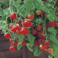 Shop quality beefsteak, cherry, slicing, paste, and heirloom tomato seeds for sale. Tomato Cherry Tumbling Tom Red Seeds From Mr Fothergill S Seeds And Plants