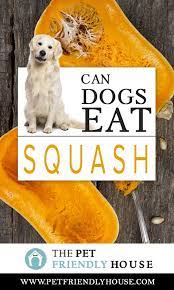 Can Dogs Eat Squash Can Dogs Eat Squash Dog Eating
