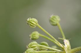 Randonner En Autonomie Totale Grace Aux Plantes Comestibles Et Medicinales De La Region Rhone Alpes
