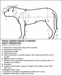 breed standard size and dimensions of presa canario rey