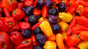 Image result for Capsicum annuum