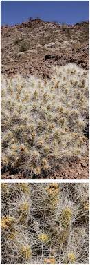 There is no cactus that throws thorns at you. Tephrocactus1