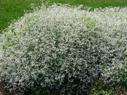 Diamond frost is your best choice for any kind of plant combination. Best Of 2007 Annual Flower Research At Bluegrass Lane Euphorbia Local Plant Proven Winners Plants