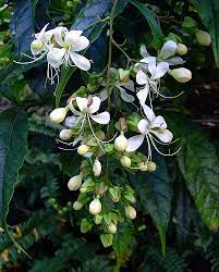 This plant can be used as a large shrub or a small tree. Buy Clerodendrum Wallichii Plant Plantslive
