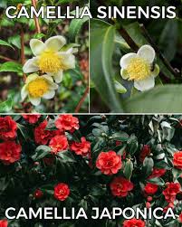 Image result for Camellia sinensis