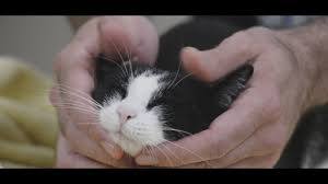 In a perfect world, you'd start training your cat to accept nail trimming as a kitten, when they are learning how the world works. How To Trim A Cat S Nails With Two People Youtube