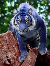 Image Result For Maltese Tiger Animals Rare Animals Maltese Tiger