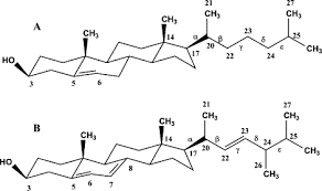 Visit our website for more information about our services or to speak to an expert. Comparative Molecular Dynamics Study Of Lipid Membranes Containing Cholesterol And Ergosterol Biophysical Journal