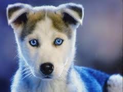 Beyaz Sibirya Kurdu Ile Ilgili Gorsel Sonucu Husky Sibirya Kurdu Mavi Gozlu Kopek