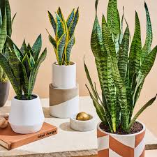 This information relates to an herbal, vitamin, mineral or other dietary supplement. The Best Fake Snake Plant With Comparison Photos Apartment Therapy