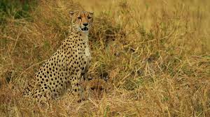 Maybe you would like to learn more about one of these? Blog Botswana Moremi Game Reserve Natucate