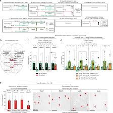 Anti-relapse neurons in the infralimbic cortex of rats drive  relapse-suppression by drug omission cues