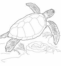 Meeresschildkroeten Ausmalbilder Ausmalbilder Meeresschildkroeten Schildkrote Zeichnung Schildkrote Zeichnen Ausmalbilder