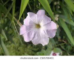 Image result for Petunia axillaris